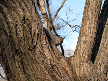 Low angle view of squirrel on tree trunk