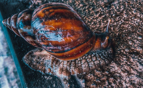 High angle view of insect