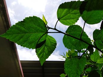 Low angle view of leaves against sky