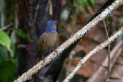 Close-up of bird perching on branch