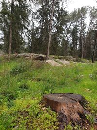 Trees growing on field in forest