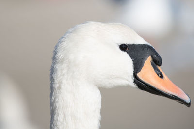 Close-up of swan