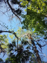 Low angle view of tree against sky