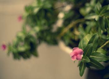 Small flowers on the road