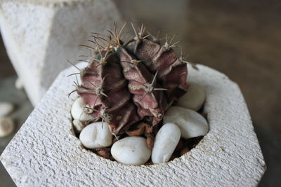 Close-up of succulent plant on rock