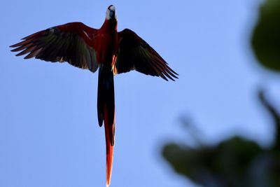 Low angle view of bird flying against the sky