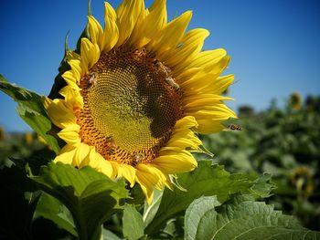 Close-up of sunflower blooming against sky