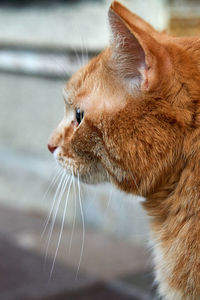 Close-up of a cat looking away