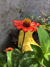 Close-up of red flowering plant