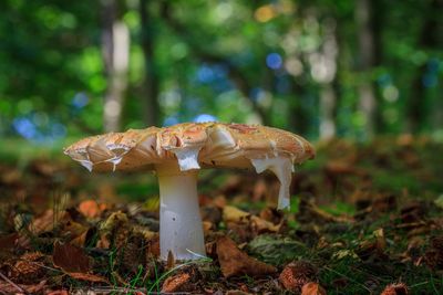 Close-up of mushroom on field