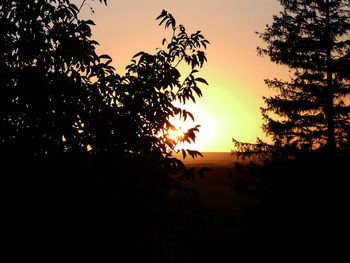 Silhouette trees against sky during sunset