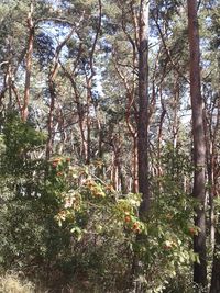 Trees and plants in forest