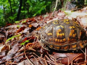 Close-up of tortoise on the ground