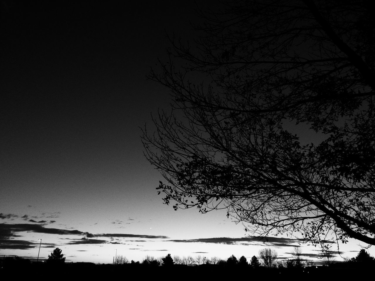 SILHOUETTE TREES AGAINST SKY