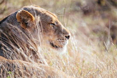 Close-up of a cat looking away