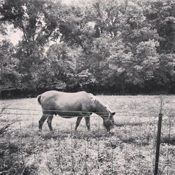 Horse grazing on field