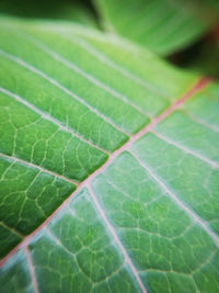 Full frame shot of leaf