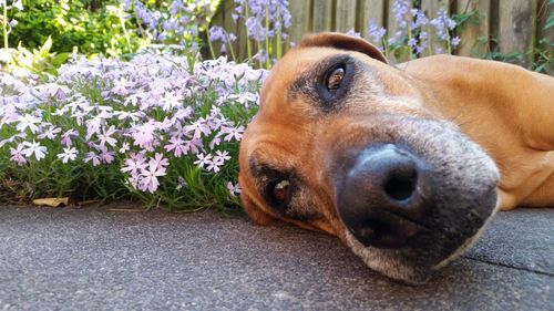 Close-up portrait of dog lying on footpath