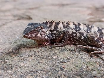 Close-up of lizard on rock