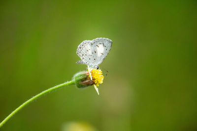 Close-up of insect on flower