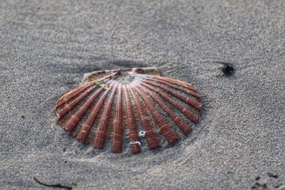 High angle view of seashell on beach