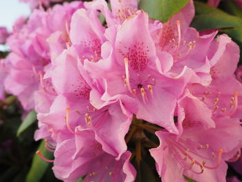 Close-up of pink flowers