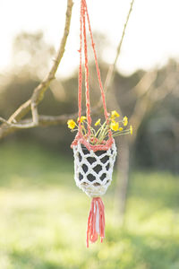 Close-up of red flower hanging on plant on field