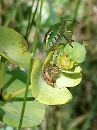 Close-up of insect on plant