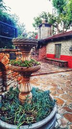 Potted plants outside building