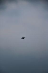 Low angle view of bird flying in sky