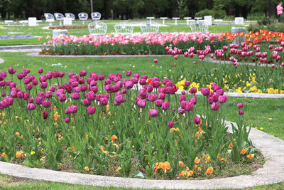 View of flowering plants in park