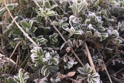 High angle view of flowering plant on field