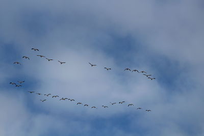 Low angle view of birds flying in sky