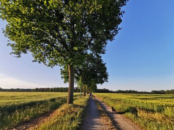 Road amidst trees on field against sky