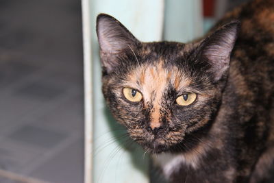 Close-up portrait of tabby cat