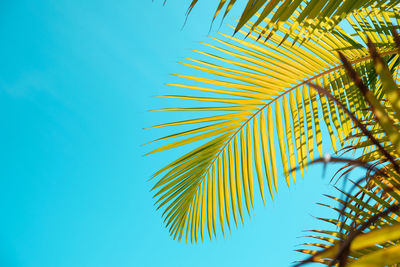 Low angle view of palm tree against clear blue sky