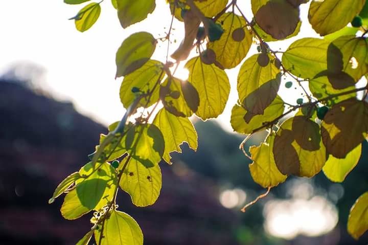 leaf, outdoors, growth, nature, branch, green color, day, freshness, tree, fruit, sunlight, plant, focus on foreground, beauty in nature, yellow, no people, close-up, sky