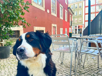 Close-up of dog on table