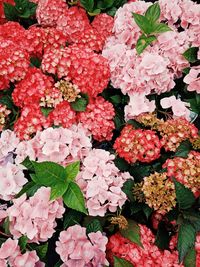 Full frame shot of pink flowering plants