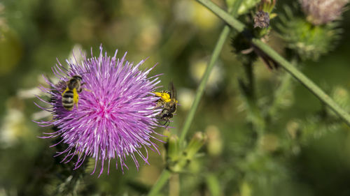 Close-up of honey bee on thistle flower