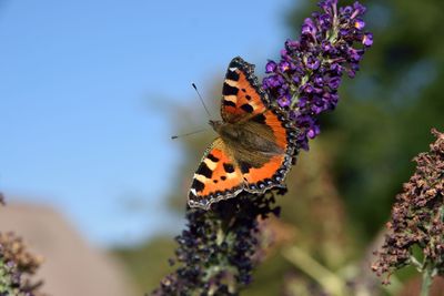 Close-up of butterfly pollinating on purple flower