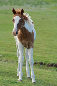 Portrait of a horse on field