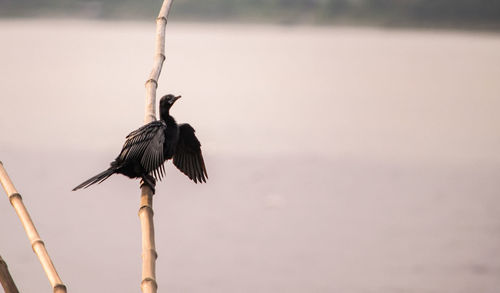 Bird perching on a branch