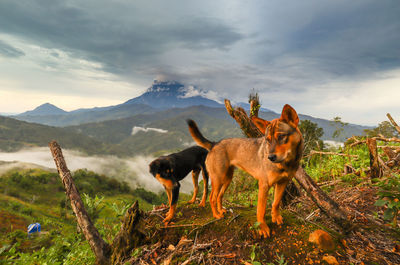 View of dog on field against mountain range