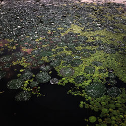 High angle view of leaves floating on lake