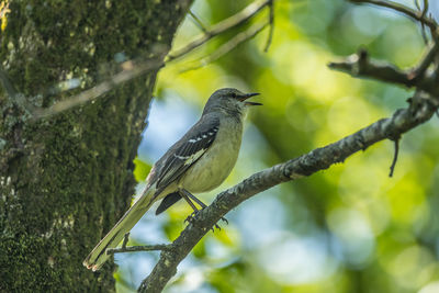 Low angle view of bird perching on tree