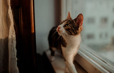 Close-up of a cat looking away