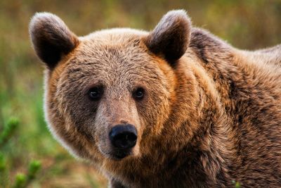 Close-up portrait of bear