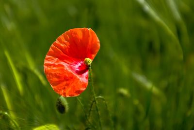 Close-up of red poppy flower