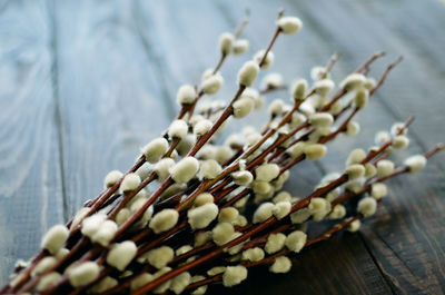 Close-up of white flowers on table